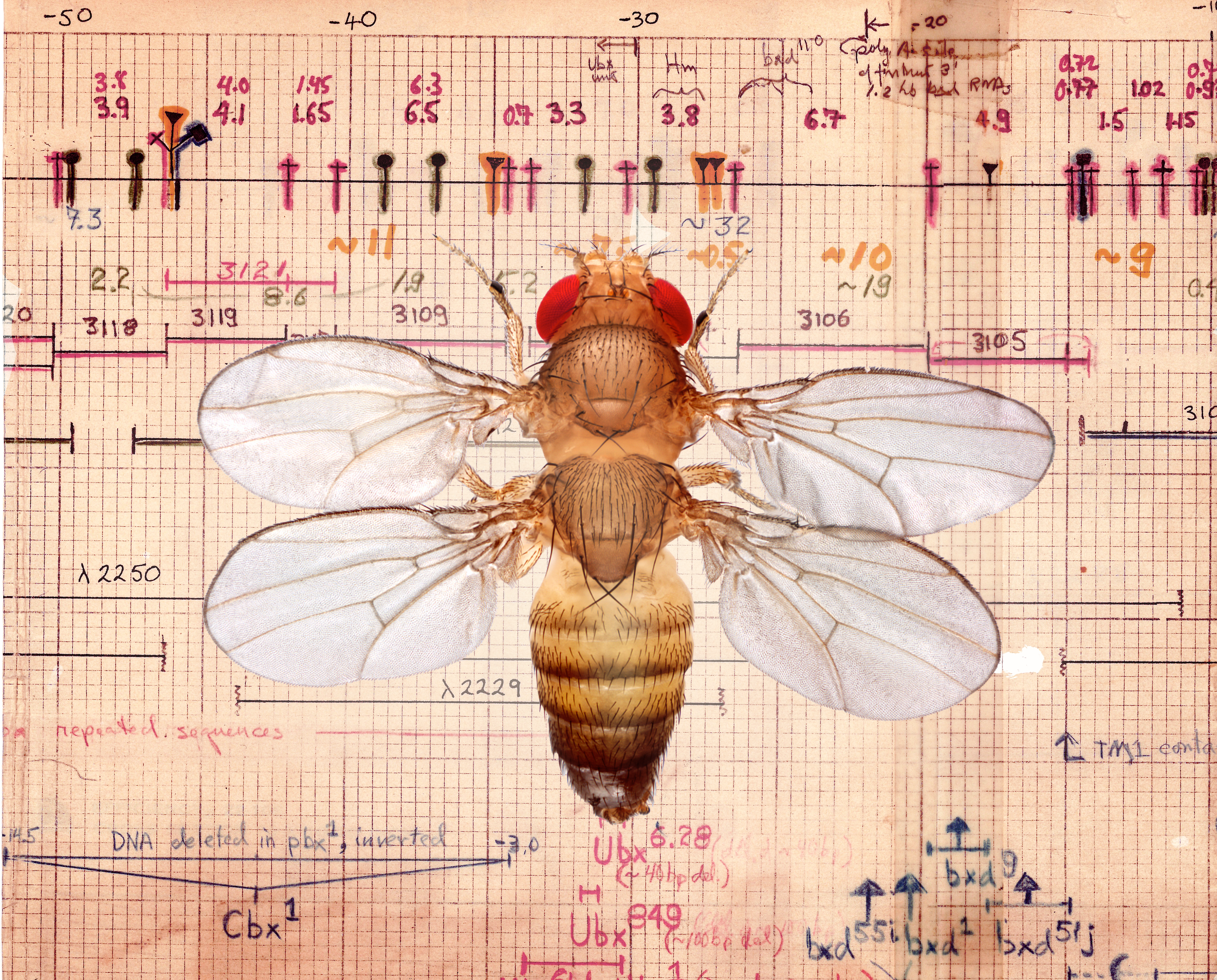 Four-Winged Fly Plus Hogness Chromosome Walk